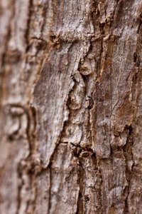 Bark II (bild) av Unbekannter Künstler