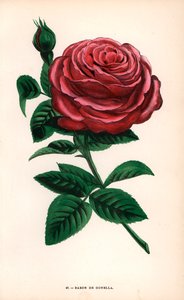 Baron de Gonella-ros, en variant av Ile-Bourbon-ros, odlad av Monsieur Guillot Sr. i Lyon 1859. Kromolitografi ritad och litograferad efter naturen av F. Grobon från Hippolyte Jamain och Eugene Forney