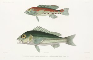 Barred serrano havsabborre och blå och guld snapper av Unbekannter Künstler
