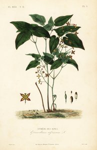 Barnört eller biskopsmössa, Epimedium alpinum, Epimede des alpes av Unbekannt