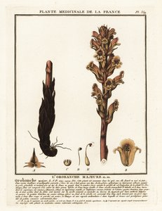 Sänghalm kvastrape; Orobanche caryophyllacea. av Unbekannter Künstler