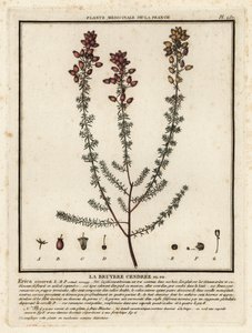 Klockljung, Erica cinerea. av Unbekannter Künstler