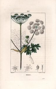 Berce ou charavie - Gravyr av Lambert fils, efter en teckning av Pierre Jean Francois Turpin (1775-1840), från La flore medicale, de Chaumeton, Poiret et Chamberet, Paris 1830 - Vanlig svinmålla eller kovall, Heracleum sphondylium - Gravyr av Lambert fils, av Unbekannter Künstler