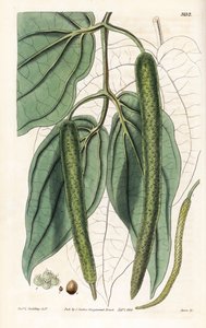 Betel - Betelpeppar, Piper betle. Handkolorerat kopparstick av Swan efter en illustration av Rev. L. Goulding från Samuel Curtis