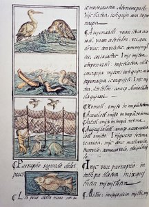 Fågeljakt på sjön, sida från den florentinska Codex, tvåspråkig version på spanska och Nahuatl, Allmän historia om det nya Spaniens saker, av den spanska missionären Fray Bernardino de Sahagun (1499-1590). Aztekisk civilisation av Benjamin Baud
