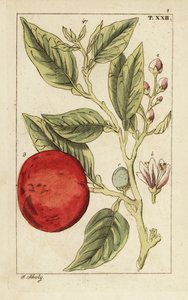 Bitter apelsin eller Sevilla apelsin, Citrus x aurantium. av Unbekannter Künstler