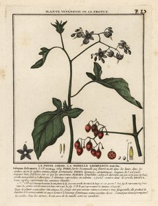 Bittersöt nattskugga, Solanum dulcamara. av Unbekannter Künstler