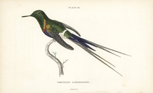Svartbukig tornstjärt, Discosura langsdorffi (Langsdorffs kolibri, Trochilus langsdorffii). Handkolorerad stålgravyr av William Lizars från Sir William Jardines Naturalist