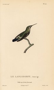 Svartbukig tornseglare, Discosura langsdorffi (Ornismya langsdorfii). Omogen. Handkolorerad stålgravyr av Coutant efter en illustration av Jean-Gabriel Pretre från Rene Primevere Lessons Natural History of the Colibri Genus of Hummingbirds. av Unbekannter Künstler