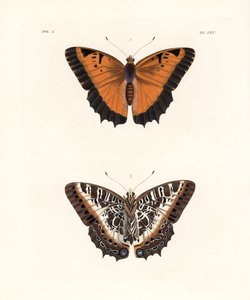 Svartkantad charax, Charaxes pollux, ovansida 1, undersida 2. Handkolorerad litografi från John O. Westwoods nya utgåva av Dru Drury