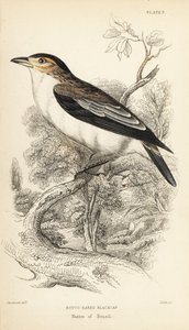 Svartkronad tityra, Tityra inquisitor (Rufos-örats svarthätta, Psaris erythrogenys). Handkolorerat stålgravyr av William Lizars efter en illustration av William Swainson från Sir William Jardine