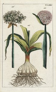Svart vitlök, Allium nigrum 186, och lök, Allium cepa, lök 187 och blomma 188. Handkolorerat kopparstick av en botanisk illustration från G. T. Wilhelms "Unterhaltungen aus der Naturgeschichte" (Encyclopedia of Natural History) av Unbekannter Künstler