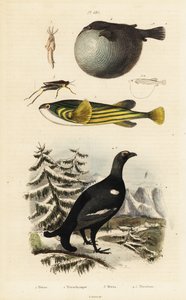 Orre, pufferfish och groundhopper. av Unbekannter Künstler