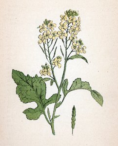 Svart senap (seneve noir) (Brassica nigra) (svart senap) Botanisk plansch från "Atlas colorie des plantes medicinales" av Paul Hariot av Unbekannter Künstler
