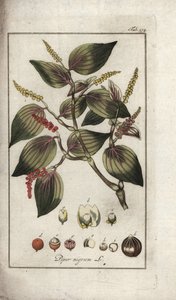 Svartpepparskål (Piper nigrum). Litografi från "Afbeelding der Artseny-Gewassen" av Johannes Zorn (1739-1799), Nederländerna av Unbekannter Künstler