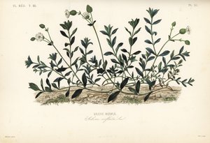 Blåscampion, Silene vulgaris, Silene inflata, Silene-utbuktningar av Unbekannt