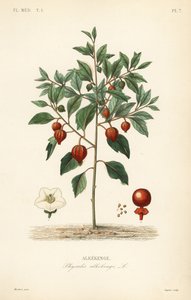 Blåskörsbär eller kinesisk lykta, Physalis alkekengi, Alkekenge av Unbekannt