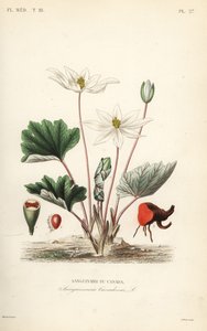 Blodrot, Sanguinaria canadensis, blodtörstiga Kanada av Unbekannt