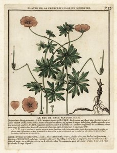 Blodig tranäbb, Geranium sanguineum. av Unbekannter Künstler