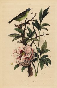 Blåhårig fansvans, Rhipidura cyaniceps 1 och pion, Paeonia suffruticosa 2 av Unbekannt