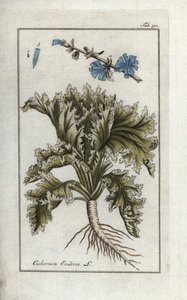 Botanisk term: Endivie, Cichorium endivia. Handkolorerat botaniskt kopparstick från Johannes Zorns "Afbeelding der Artseny-Gewassen", Jan Christiaan Sepp, Amsterdam av Unbekannter Künstler