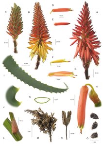Botanisk tavla/Aloe arborescens/Aloe arborescens av Unbekannt