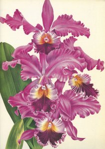 Botanisk tavla/Cattleya labiata var. Perfecta/Lindenia av Unbekannt