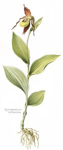 Botanisk tavla/Cypripedium calceolus/Venus hov av Unbekannt