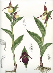 Botanisk tavla/Cypripedium calceolus/Venus hov av Unbekannt