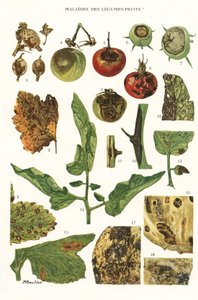 Botanisk styrelse/fruktgrönsakssjukdomar av Unbekannt