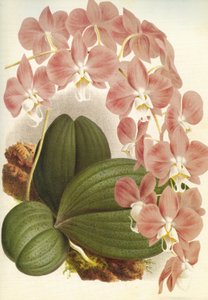 Botanisk tavla/Phalaenopsis sanderiana/Lindenia av Unbekannt