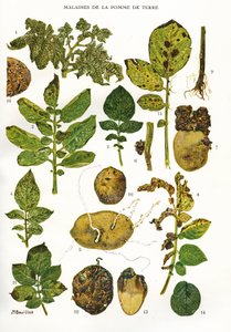 Botanisk styrelse/Potatissjukdomar/Solanum tuberosum av Unbekannt