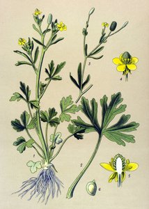 Botanisk styrelse. Venenös (giftig): Smörblomma eller smörkelleriblad (Ranunculus sceleratus) av Unbekannter Künstler