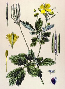 Botanisk styrelse. Venenös (giftig) och medicinalväxt: Chelidoine eller stor chelidoin (Chelidonium majus) av Unbekannter Künstler