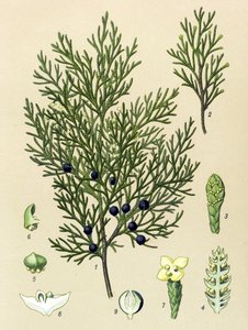 Botanisk styrelse. Venenös (giftig) och medicinalväxt: Sabine enbär (Juniperus sabina) av Unbekannter Künstler
