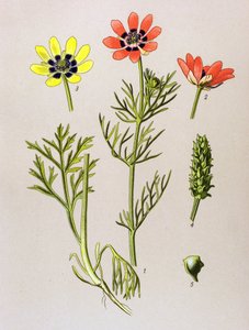 Botanisk styrelse. Venenös (giftig) och medicinalväxt: Summer Adonis (Adonis aestivalis) av Unbekannter Künstler