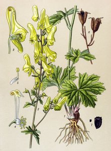 Botanisk styrelse. Venenös (giftig) och medicinalväxt: Vargdödare eller vargdödare (Aconitum lycoctonum) av Unbekannter Künstler