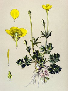 Botanisk styrelse. Venenös växt (giftig): Lökig smörblomma eller gyllene knopp (Ranunculus bulbosus) av Unbekannter Künstler