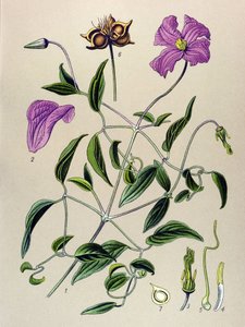 Botanisk styrelse. Venenös växt (giftig): Clematite falsk eller falsk vinranka (Clematis viticella) av Unbekannter Künstler