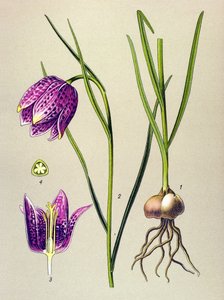 Botanisk styrelse. Venenös växt (giftig): pärlhöns eller "pärlhöns" (Fritillaria meleagris) av Unbekannter Künstler