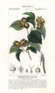 Botanisk bräda: hasselnöt och hasselnöt - Amerikansk hasselnöt, Corylus americana, hemmahörande i Nordamerika. Handkolorerat kopparstick från Jussieu