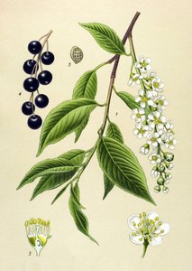 Botanisk tavla, växt: Körsbärsträd (Prunus padus) av Unbekannter Künstler