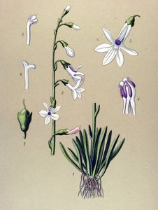 Botanisk tavla, växt: Lobelia (Lobelia dortmanna) av Unbekannter Künstler