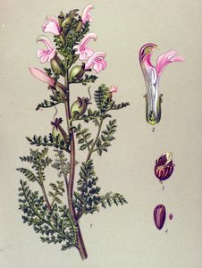 Botanisk tavla, växt: Träskpindel (Pedicularis palustris) av Unbekannter Künstler