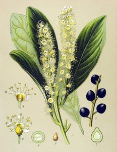 Botanisk tavla, växt: körsbärsvik (Prunus Laurocerasus) av Unbekannter Künstler
