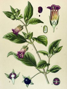 植物ボード、ラ ベラドンナ (Atropa belladonna) スウェーデンの植物