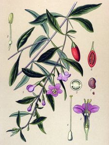 Botanisk styrelse, växt av traditionell kinesisk medicin: vanlig lyciet (Lycium halimifolium) av Unbekannter Künstler
