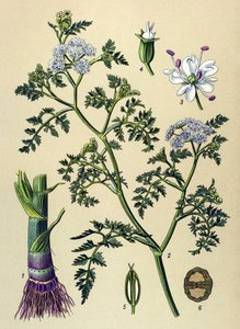 Botanisk tavla, giftig och medicinalväxt: Aquatic Oenanthe (Oenanthe aquatica) av Unbekannter Künstler