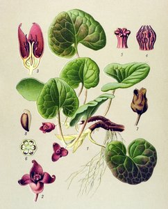 Botanisk tavla, giftig och medicinalväxt: Asaret of Europe (Asarum europaeum) av Unbekannter Künstler