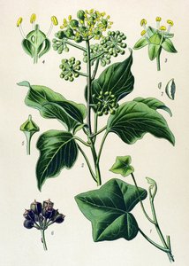Botanisk tavla, giftig och medicinalväxt: klättermurgröna eller vanlig murgröna (Hedera helix) av Unbekannter Künstler